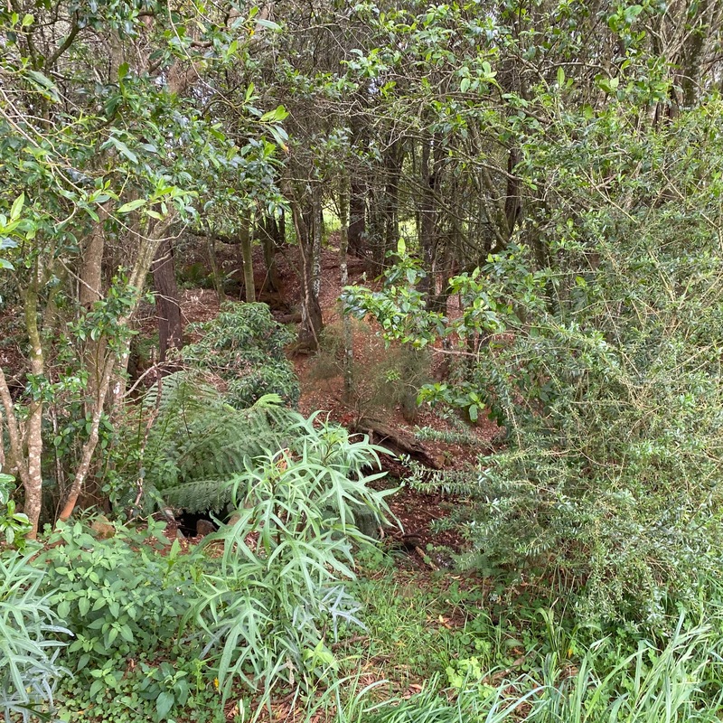 Our little slice of Robertson Rainforest